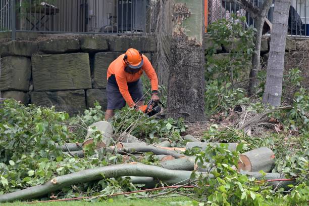 Tree and Shrub Care in Boothwyn, PA